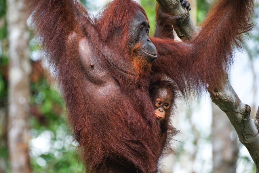 How To Visit Tanjung Puting National Park In Indonesia