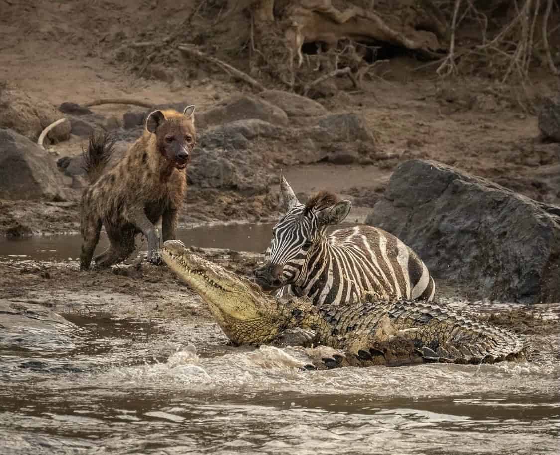 Quiet safari moment showing subtle patterns in the wild
