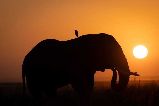 Sunrise light over a Kenyan safari landscape