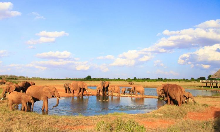 Undisturbed stretch of wilderness in Tsavo National Park