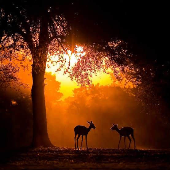 Closing image representing the connected feeling of a Kenyan safari