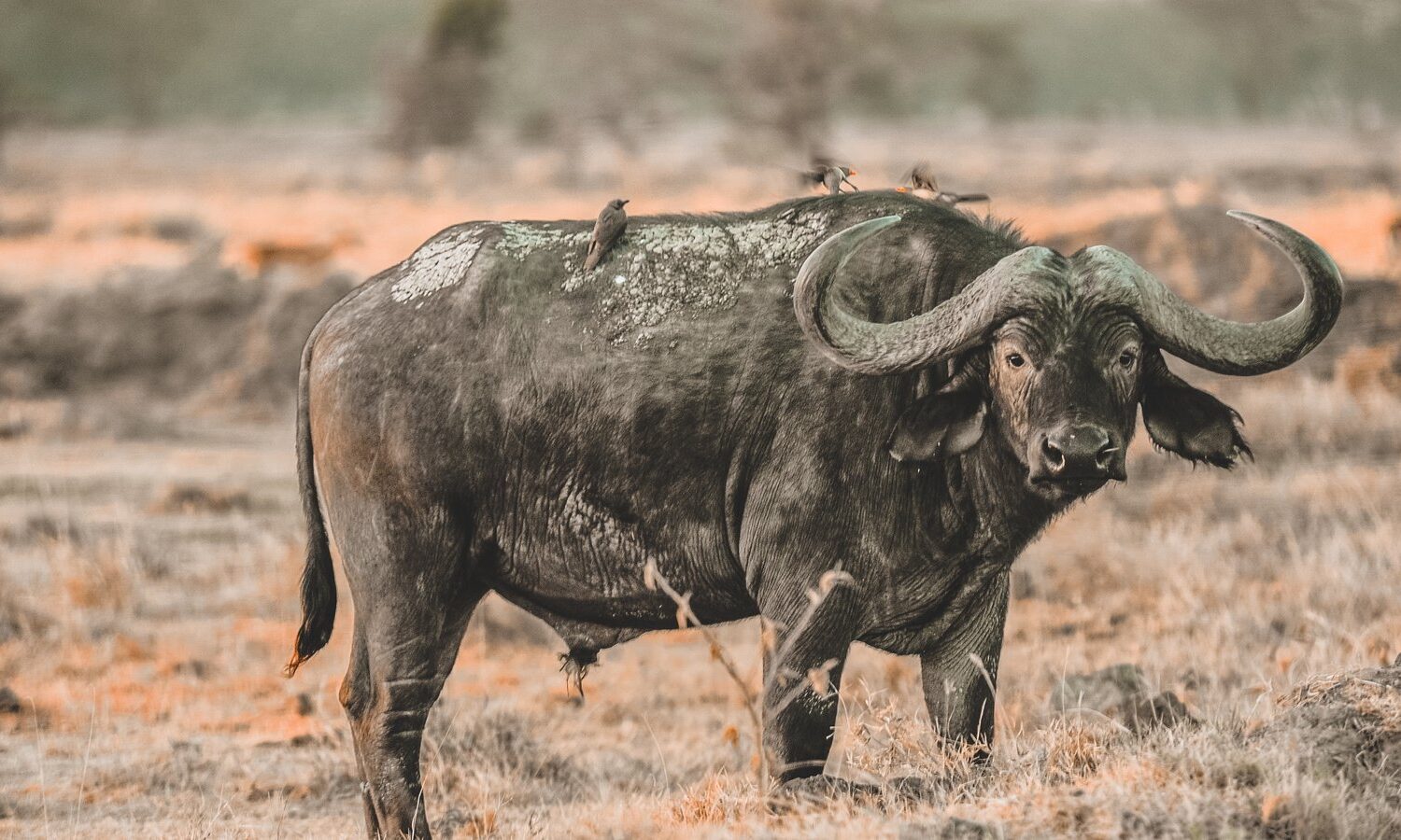 buffalo