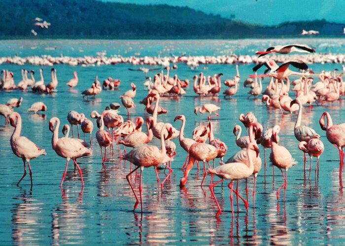 pink flamingo lake nakuru kenya 1484781