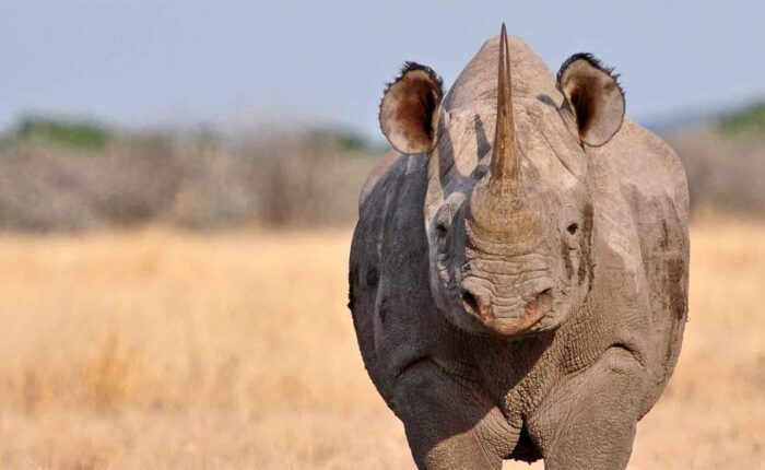 Black Rhino