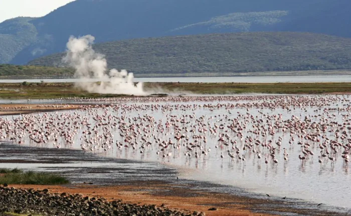 Geyser and flamingos.jpg