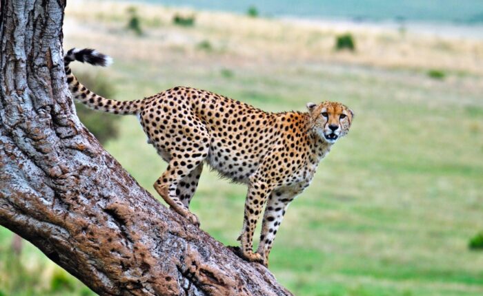 cheetah masai mara kenya