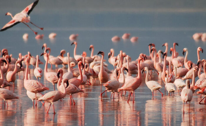flamingoes in tanzania 1200×480