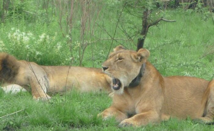 lion tracking experience at queen lizabeth 1024×450