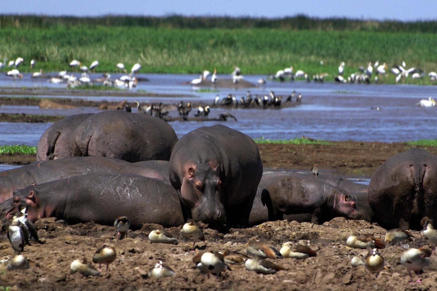 majesticndovusafari2