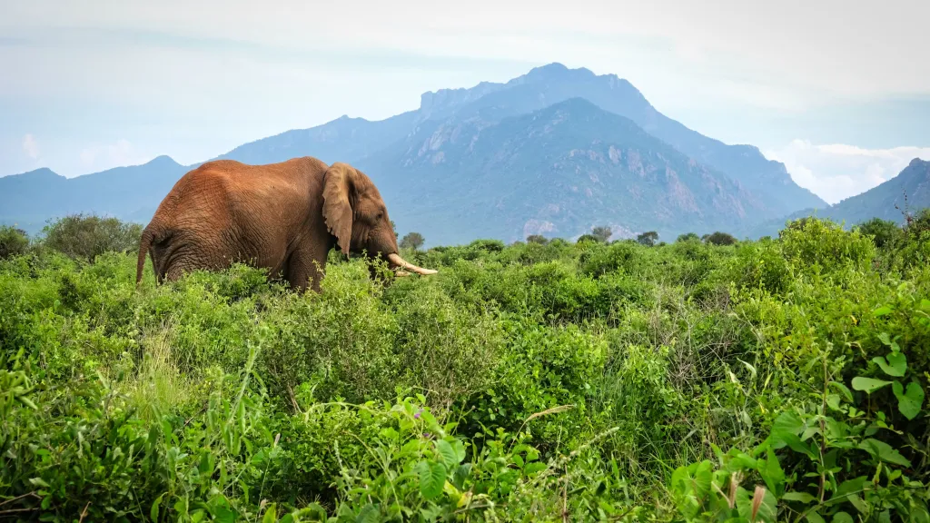 Elephant Tsavo