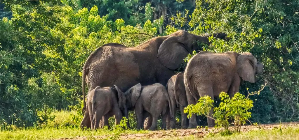 Murchison Falls National Park