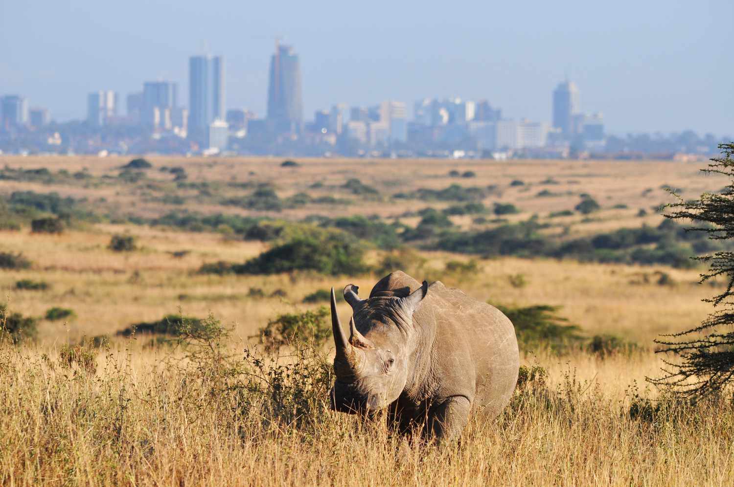 Rhino,Nairobi