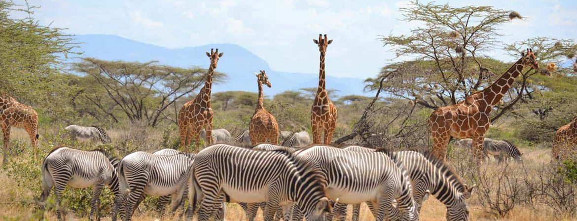 Samburu1170x450