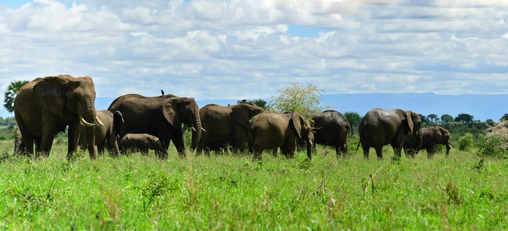 Things to Do in Kidepo Valley
