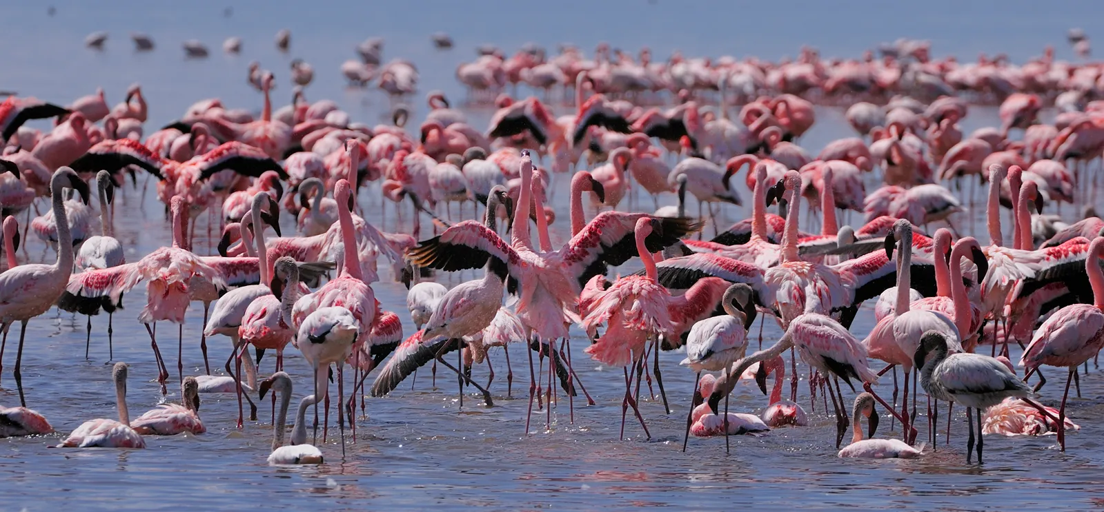 flamingos