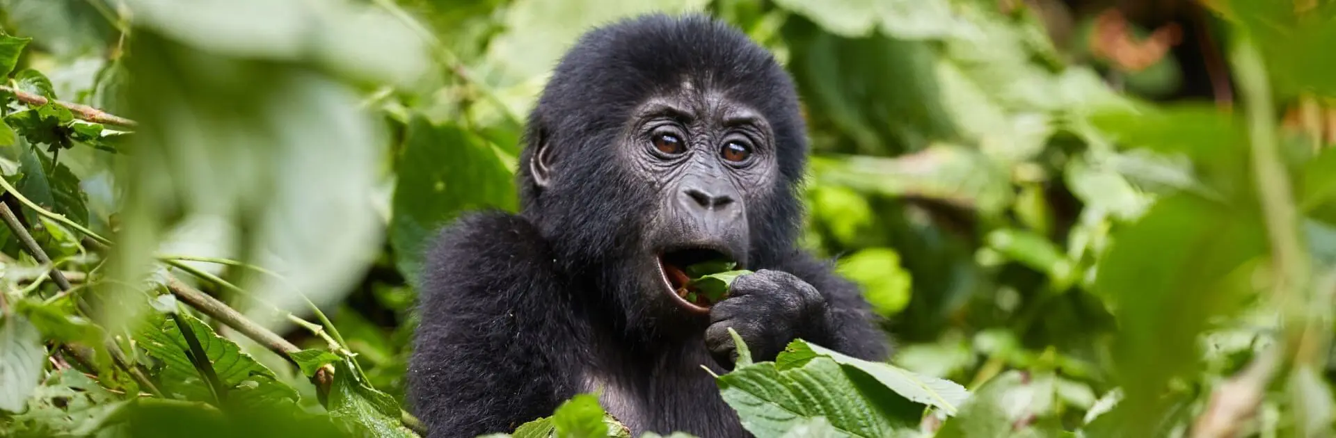 gorilla bwindi 1920×630