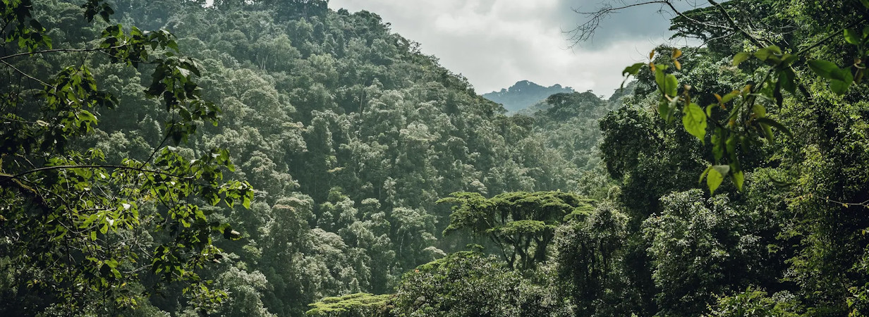 nyungwe