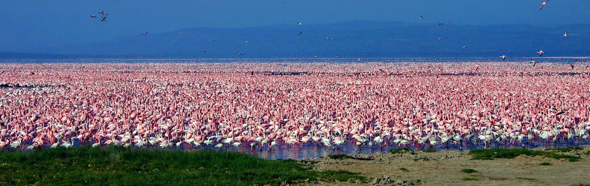 Flamingos Lake Nakuru